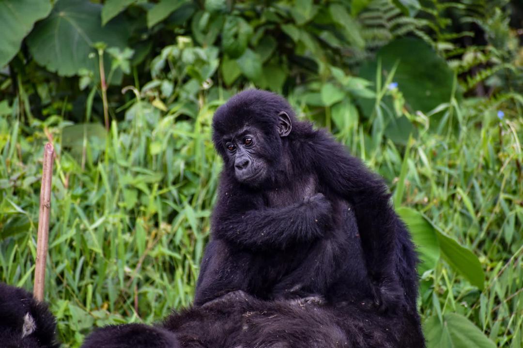 Baby gorilla — Eastern DRC