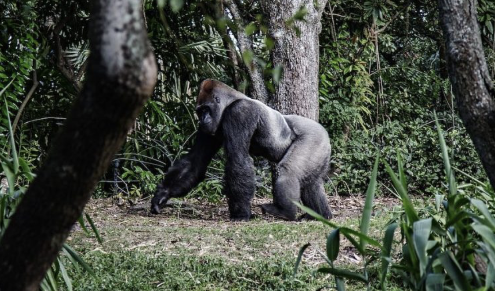 The Gorillas of the Congo — DRC